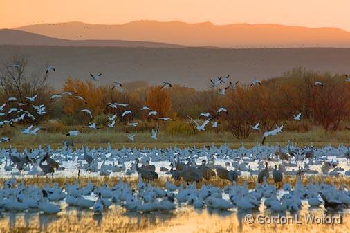 Bosque At Sunrise_73454.jpg - Photographed in the Bosque del Apache National Wildlife Refuge near San Antonio, New Mexico USA. 